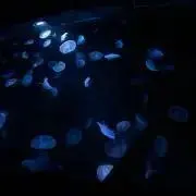 くま。※値下げセール中※の画像