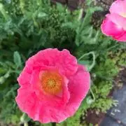 Rioの画像