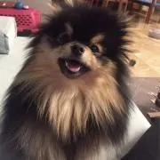 Watariの画像