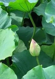 福豆屋の画像
