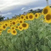 mmmmの画像