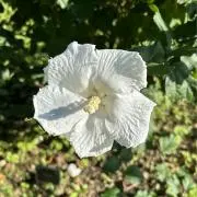 muu
