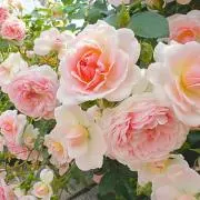薔薇の名前の画像