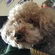 パンダ☆☆