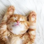 ながのかおりの画像