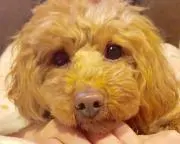 ずんこの画像