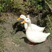 よつばの画像