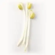 ゴリゴリラの画像