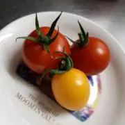 わんこの画像