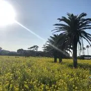 にーなーの画像