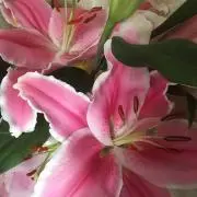 cha-tumi✣茶摘の画像