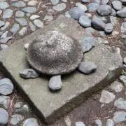 hamashowの画像