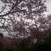 ゆうり