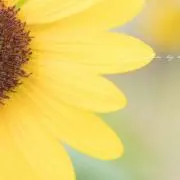 ピノコの画像