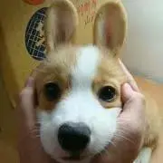 はるの画像