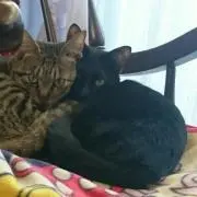 ぐー