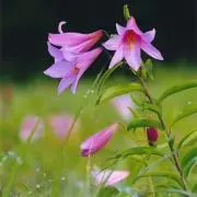 Greenの画像