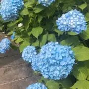 kの画像