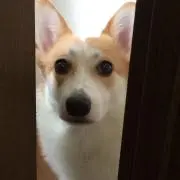 るいの画像
