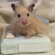 ふわふわの画像