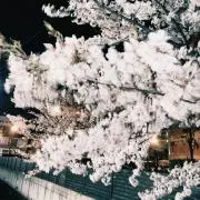 こもどんの画像