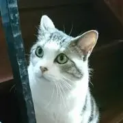 くまゆまの画像