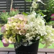 みえかり