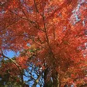 キラキラの画像