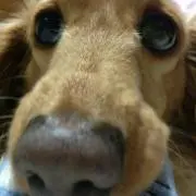 RRの画像