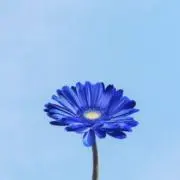 まろん