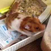 わっくんの画像