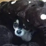 ひなひか