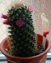 キキの画像