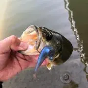 ワイルドドローの画像