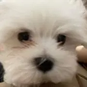 おもちの画像
