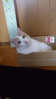 茶ぶろうの画像