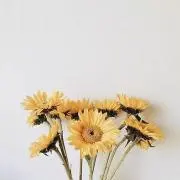 ぽち