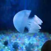 くらげଳの画像