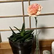 カヨ