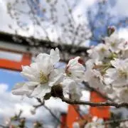 みかん缶