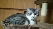 ハナちゃんの画像