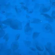 たまも