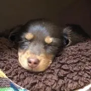 もふ