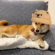 にのの画像