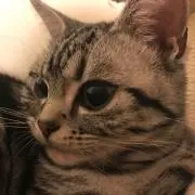 なちょすの画像