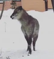 たまちゃん