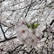 るーの画像