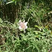 ☆りえちよ☆の画像