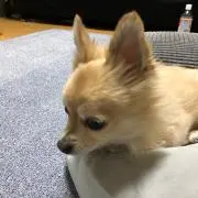 パパ