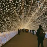 ぽんの画像